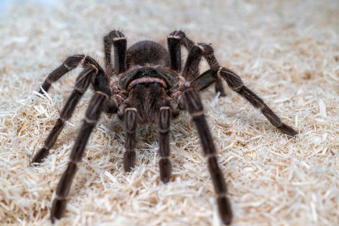 Salmon pink tarantula