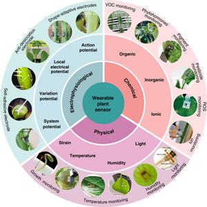 PLANT WEARABLE SENSORS FOR MICROENVIRONMENT AND HEALTH MONITORING