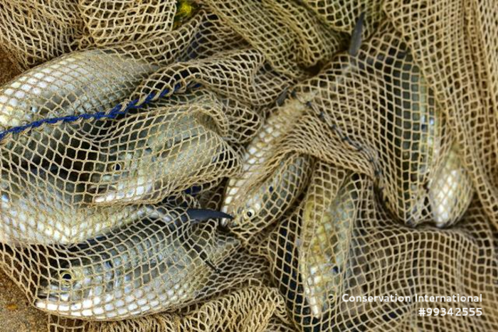 Fish in a net