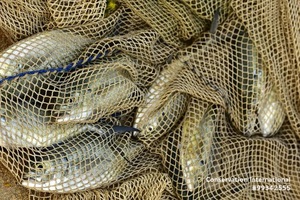 Fish in a net
