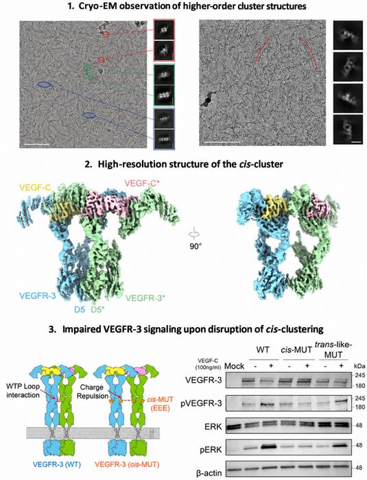 KAIST Identifies a “Hidden Amplification Switch” in Lymphangiogenic Signaling, with Implications for Lymphedema and Cancer Metastasis