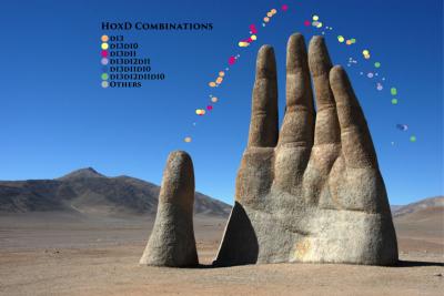 Growing Hand with HoxD Combinatorial Code