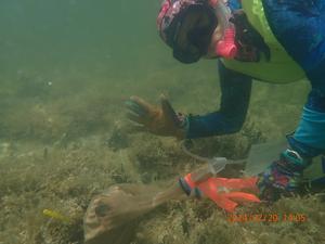 Sponge Restoration Florida Bay