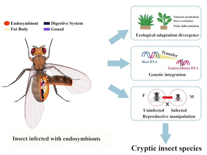 Endosymbiont-driven mechanisms underlying cryptic speciation in insects