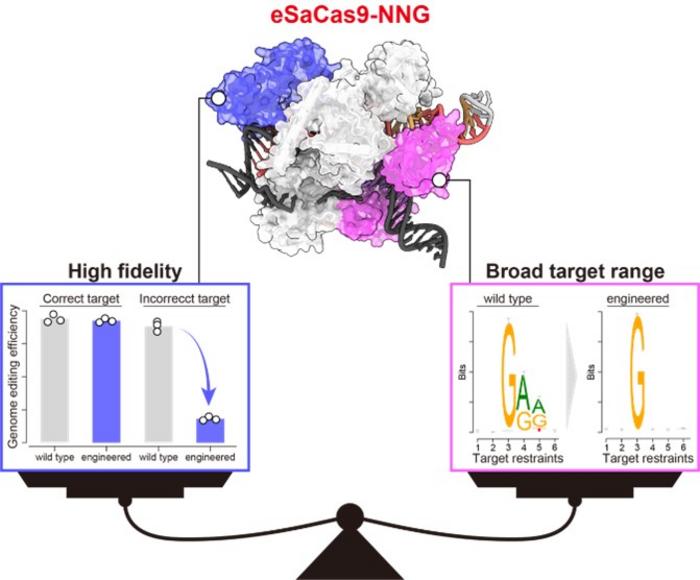 “Performance review” of the eSaCas9-NNG protein