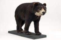 Spectacled Bears