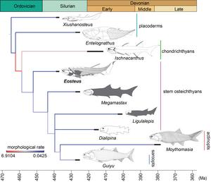 Morphological evolution of early jawed vertebrates, showing the position of Eosteus and Megamastax among stem bony fishes