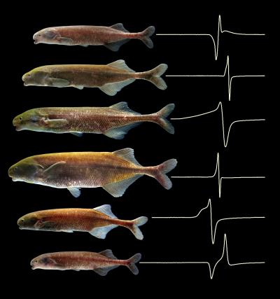 Speciation Follows Changes in the Brain (6 of 6)