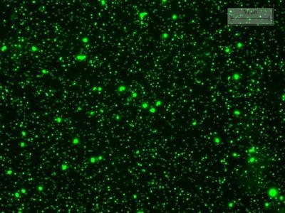Marine Viruses