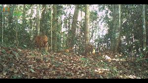 Tigress with two cubs