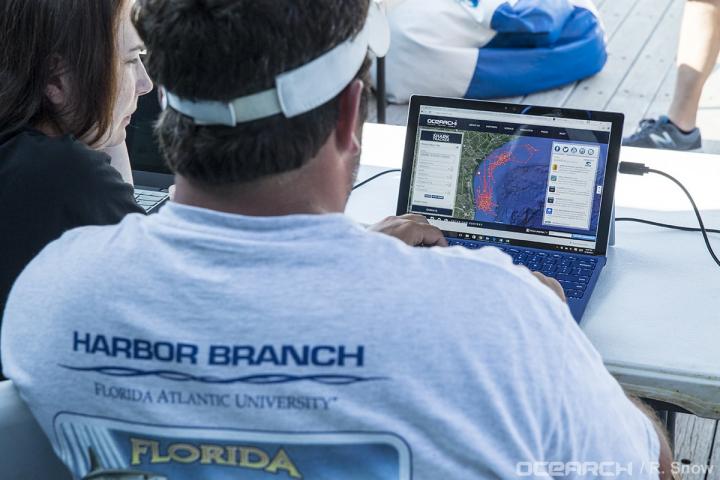 Scientists Track Habitat Use of Baby White Sharks in the North Atlantic