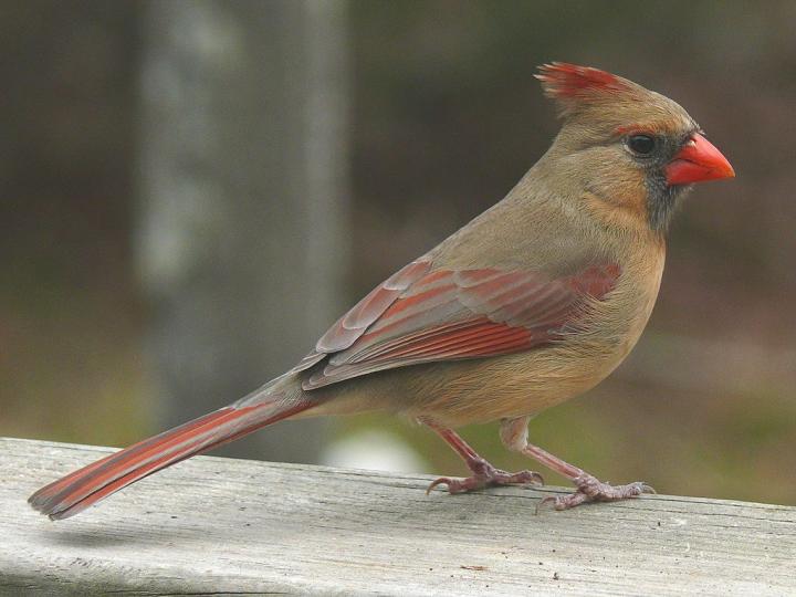 Female Cardinal