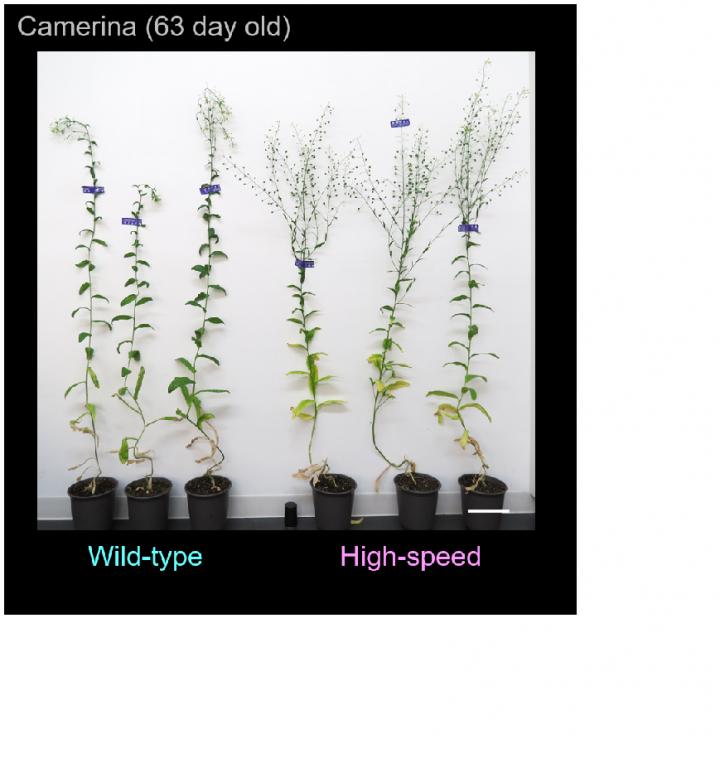 Growth of Camelina
