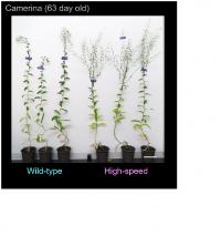 Growth of Camelina