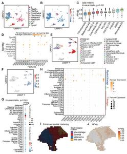 Single-Cell Landscape of APsig in Myeloid Cells