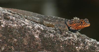 <i>Plica rayi</i>