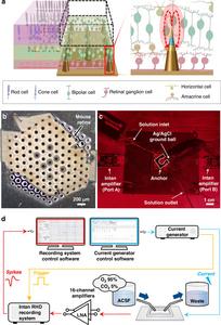 Schematics and representative images of ex vivo stimulation and neural signal recording from the mouse retina.
