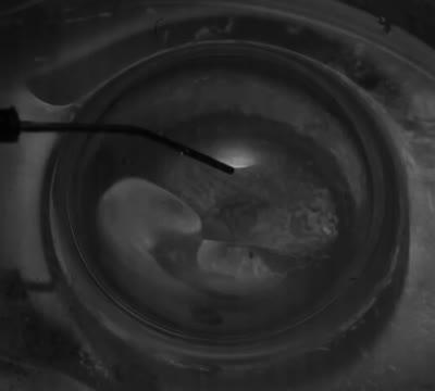 Surface Tension, Not Gravity, Drives Viscous Bubble Collapse (6 of 9)
