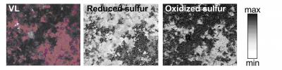 Intact and Altered Sulfurs