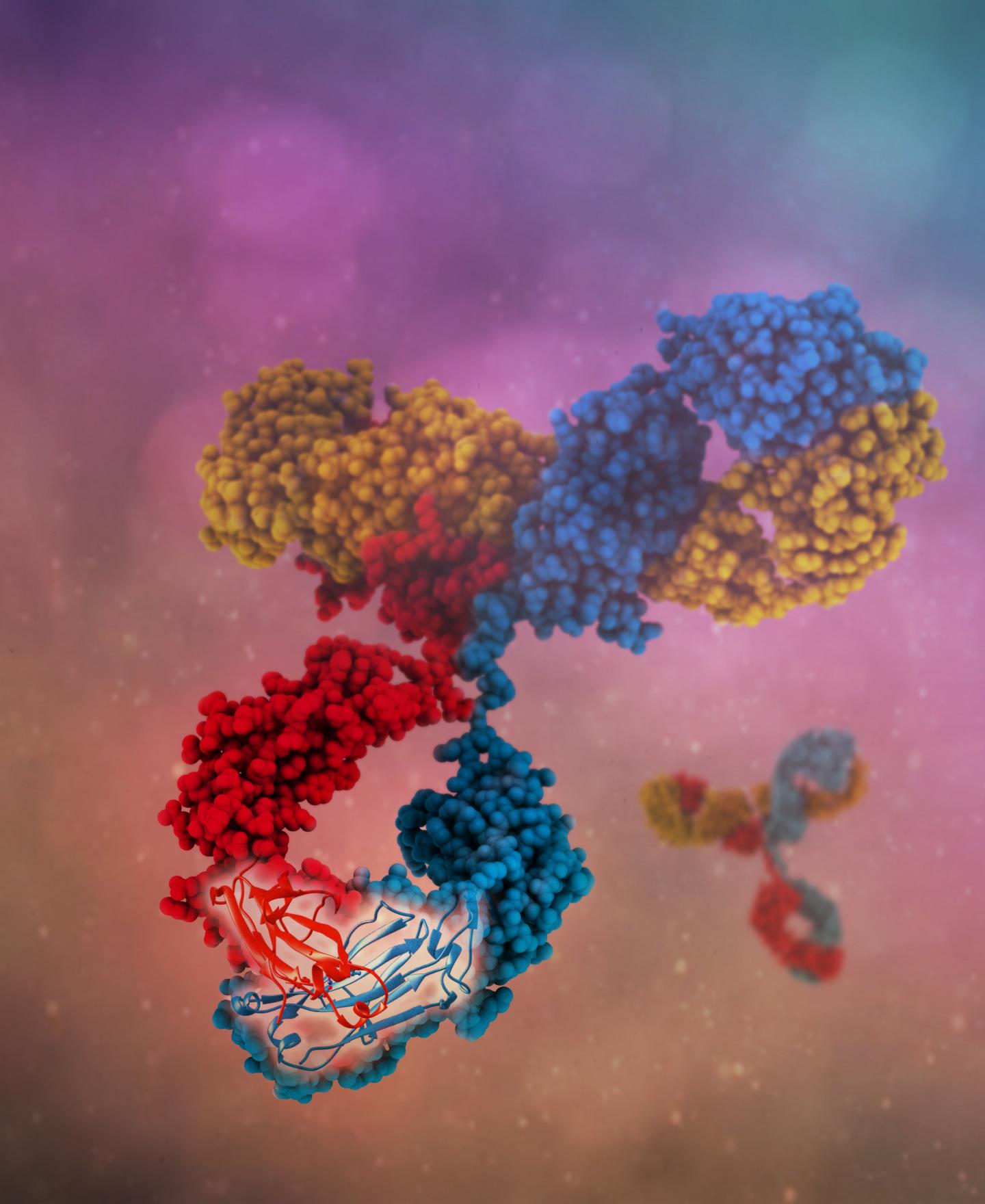 Model of a Bispecific Antibody