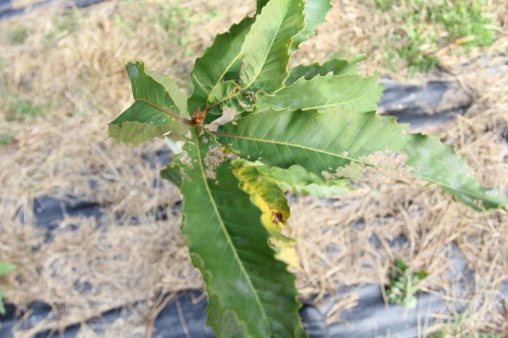 Young American Chestnut Tree