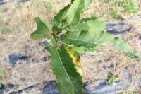 Young American Chestnut Tree