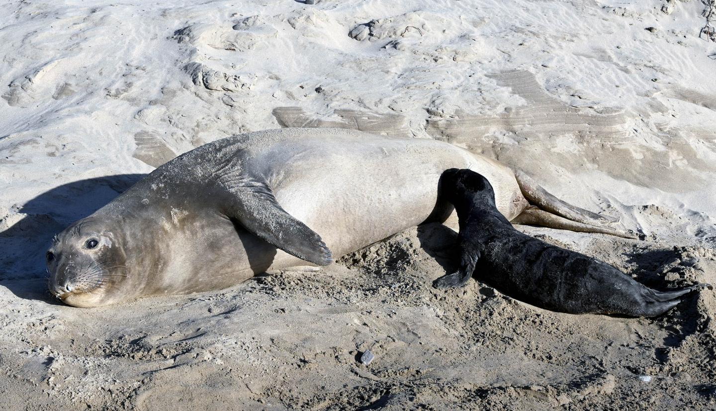 Elephant Seal Female Nursing Pup