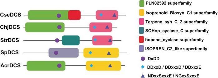 Conserved structural domains and motifs identified in the putative bacterial DCSs.