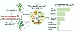 Genotype identity overrides domestication status in shaping microbial diversity and functions in the rice rhizosphere and phyllosphere