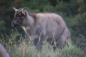 Long-tailed goral