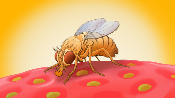 Fruit fly season is upon us