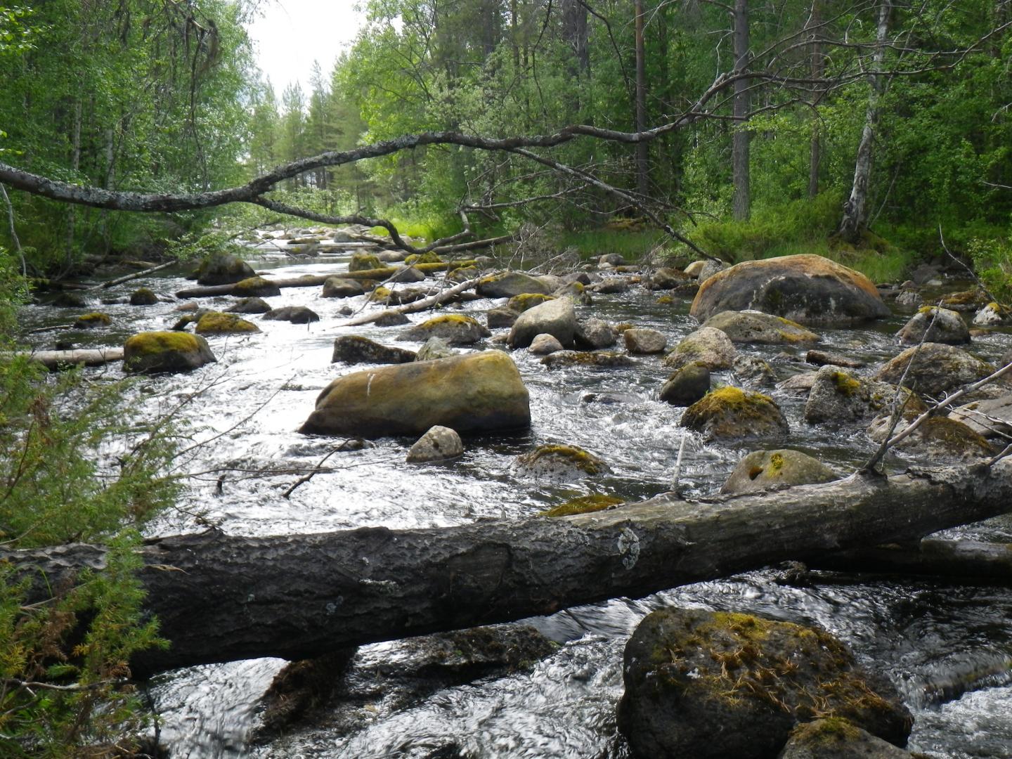 Restored River