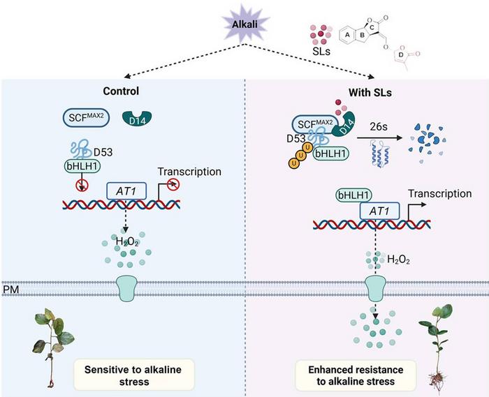 Proposed working model of the SL–MdD53–MdbHLH1–MdAT1 module in regulating apple alkaline stress tolerance.