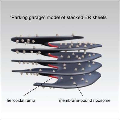 Parking Garage Structure of Endoplasmic Reticulum