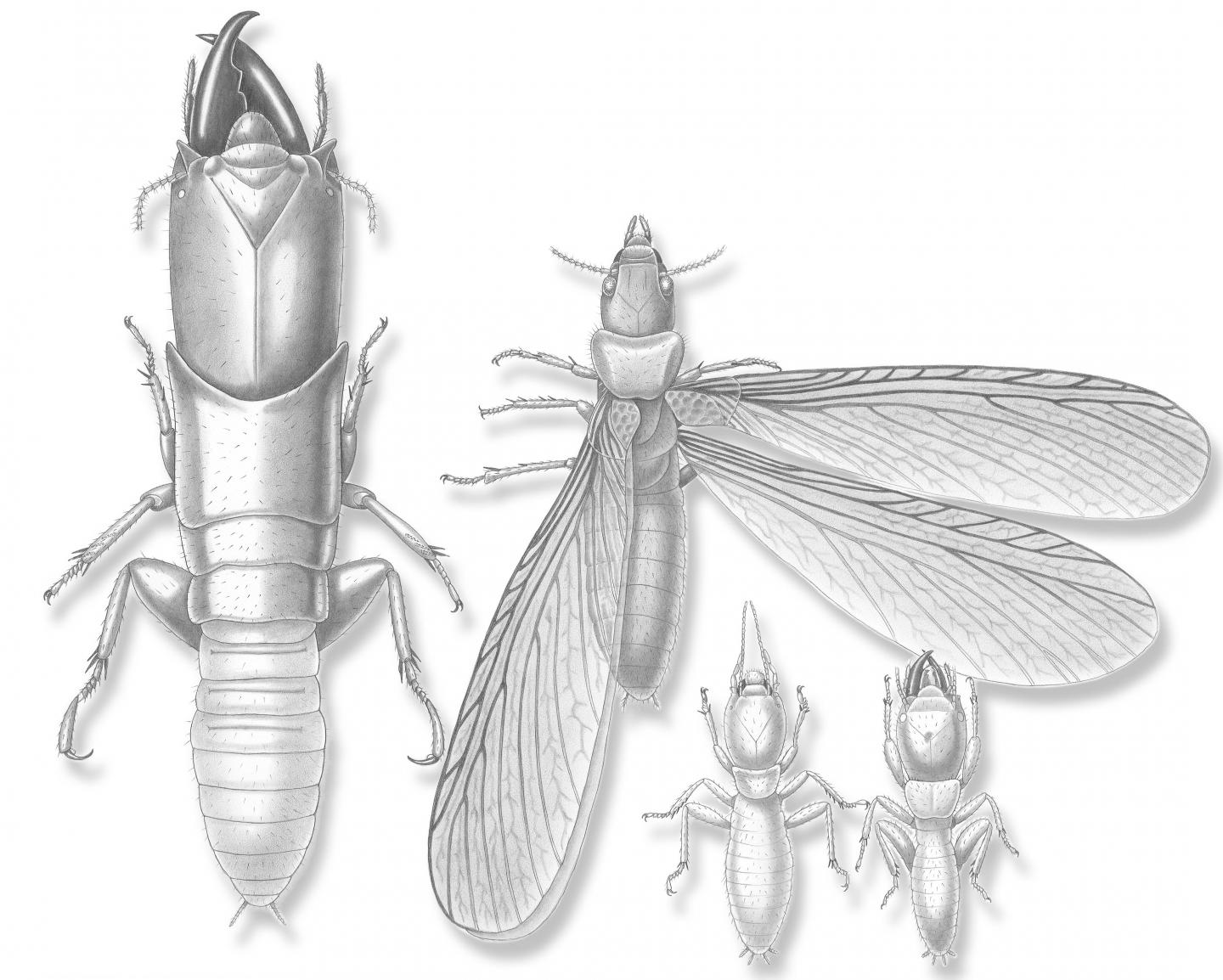 New Termites