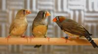 Zebra Finch Family