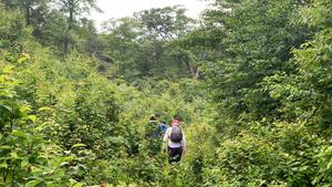 Researchers walk in forest