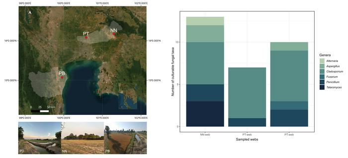 Locations of paddy fields where Cyclosa mulmeinensis spider webs were collected in Thailand (left); Composition of culturable fungal taxa across genera in individual sampled webs, expressed as the number of taxa recovered per web (right)