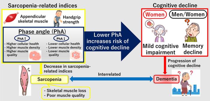 Overview of the study exploring the link between sarcopenia and cognitive decline