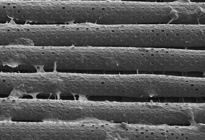 BBB Model: Cylindrical Channels and Cells