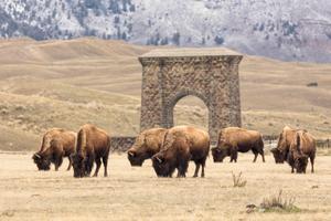 Bison in Gardiner, MT