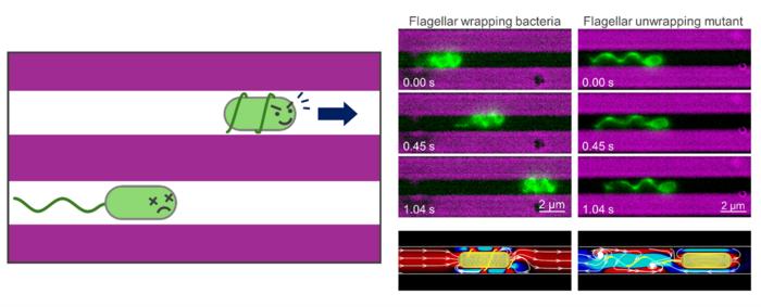 Bacteria Use Wrapping Flagella to Tunnel Through Microscopic Passages