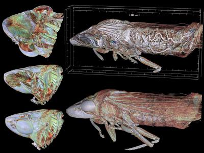 <i>Homalodisca vitripennis</i>