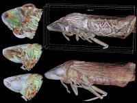 <i>Homalodisca vitripennis</i>