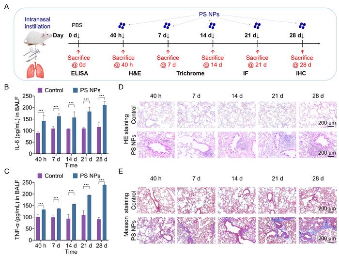 Figure 4. PS NPs induced acute and subacute pulmonary injury in Balb/c mice.