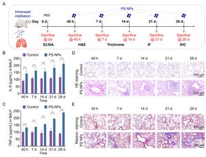 Figure 4. PS NPs induced acute and subacute pulmonary injury in Balb/c mice.