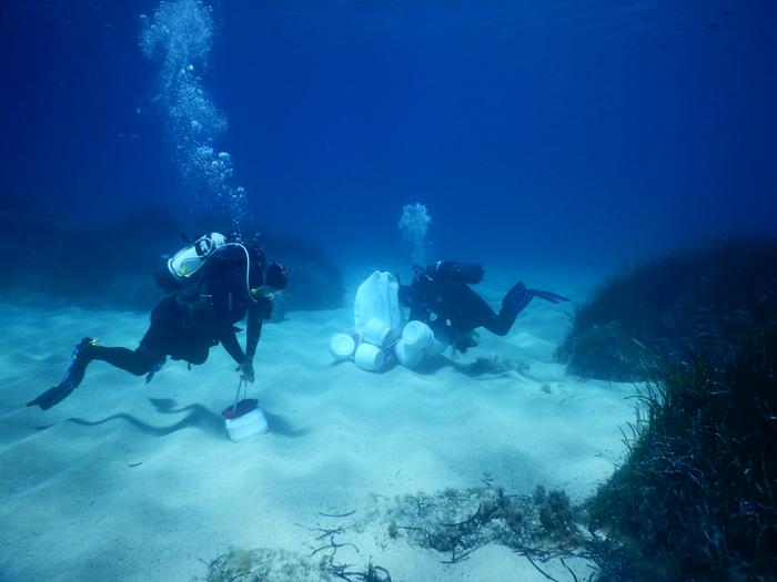Hunting for gutless worms on Elba, Italy