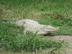 Female Orinoco crocodile