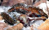 Frozen Wood Frog
