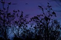 Flocking Birds
